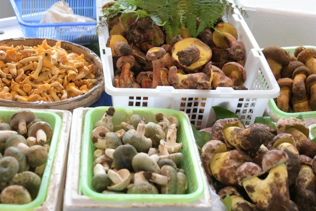 美好生活在云南丨吃在篆新之山珍美味